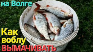 🔥Как ВЫМАЧИВАТЬ ЗАСОЛЕННУЮ ВОБЛУ🔥на Волге в Астрахани !!!