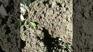 посадка тюльпанов