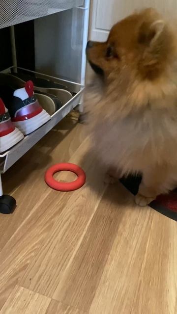 Это мы так просим достать то, до чего лапки не дотягиваются)) #шпиц #spitz #pomeranian смотреть онлайн