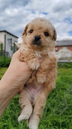 Мальтипу девочка персик