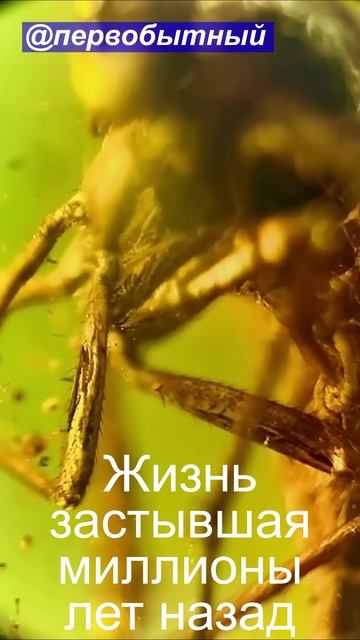 🎬 Окаменелости найденные в янтаре. смотреть онлайн