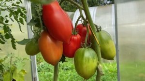 ДЕ БАРАО ЦАРСКИЙ и КРАСНЫЙ // обзор томатов // высылаю с?