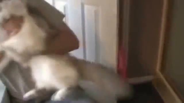 Котэ-ПРИКОЛЫ ))) Коты, кошки и котята !  Котята, кошки и коты. Cборка лучших видео!