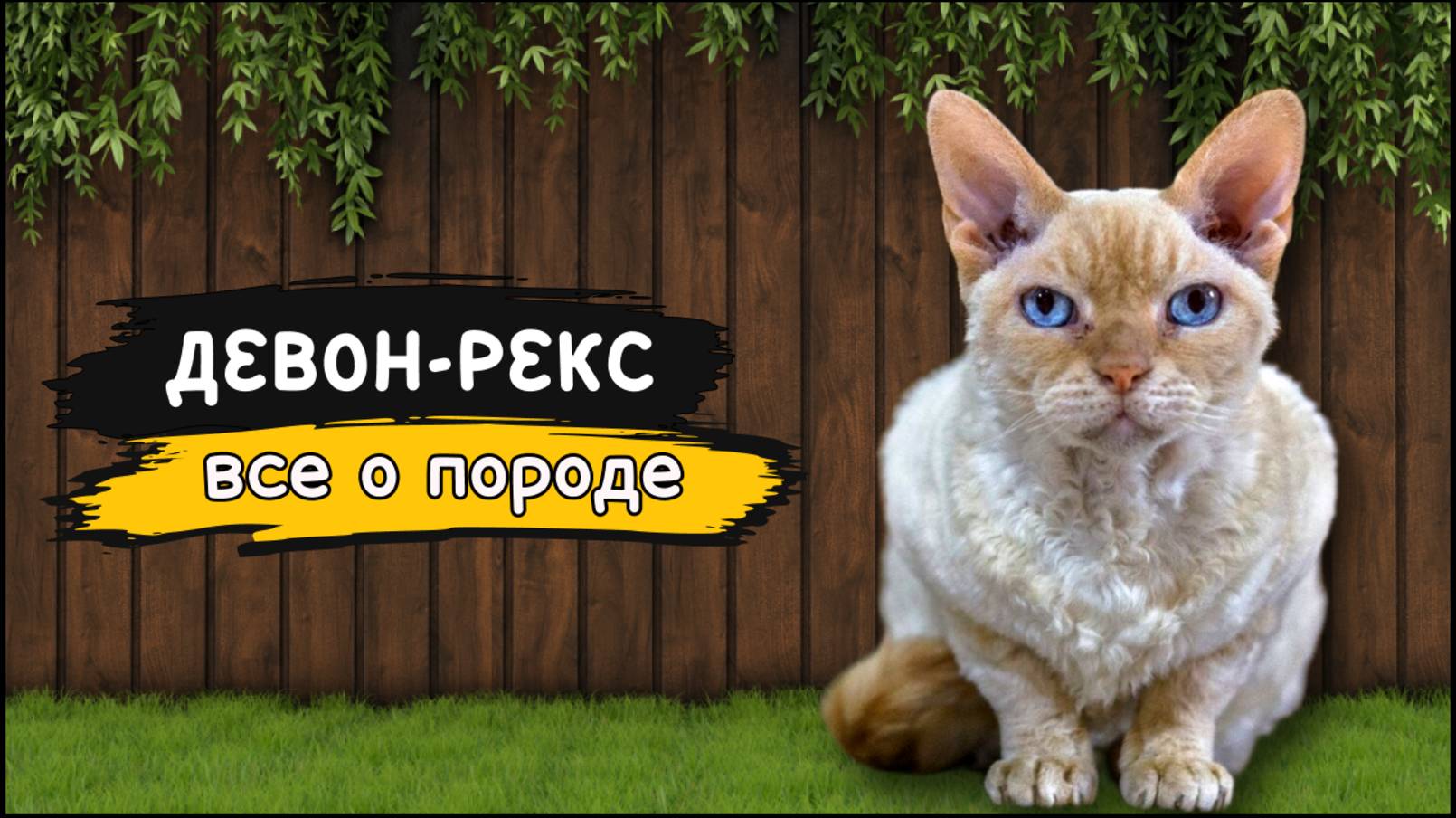 Девон-Рекс - Все о породе | Кошка породы Девон-Рекс