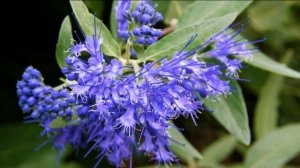 ЗАСУХОУСТОЙЧИВЫЙ КУСТАРНИК с АРОМАТНЫМИ СИНИМИ ЦВЕТА