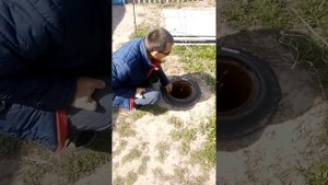 Лутшая посадка. Винограда на песке