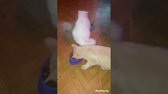 кошкам Canegatto . на целый месяц ? 15 кг. новости.🤗 смотреть онлайн