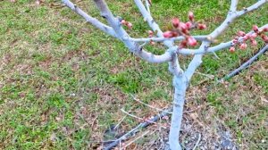 Обрезка персика на урожай! ПОНЯТНО и ПРОСТО. Как делат?