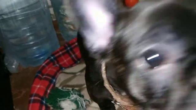 Французский бульдог Штурм vs Упоротый лис. смотреть онлайн