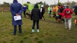 РАБОЧИЙ СУКИ ДШ / КЧК ЧЕЛЯБИНСК 3 мая`25 I.Radulovic Моно немецких овчарок