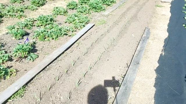 Обзор огорода в конце мая 2024 года смотреть онлайн