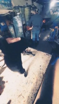 новый помошник в кузне😁 #forge #кузница #котенок