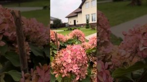 Гортензия метельчатая Фантом (Hydrangea paniculata Phantom)