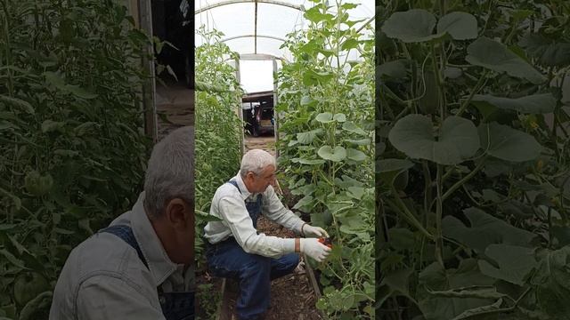 Арбузы и дыни-как мы их формируем и выращиваем в тепли? смотреть онлайн
