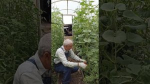 Арбузы и дыни-как мы их формируем и выращиваем в тепли?