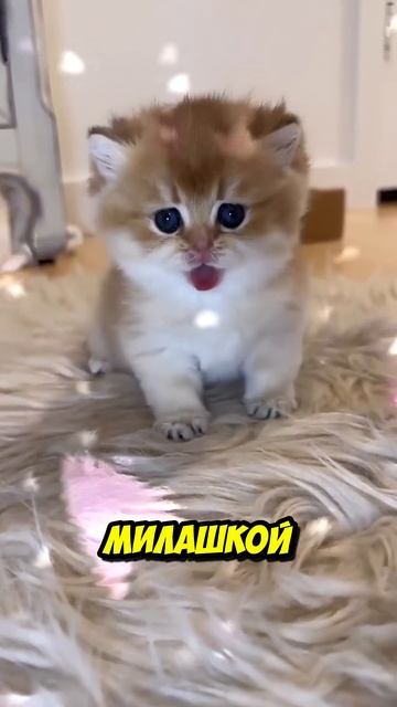 У Них завёлся Демон В Подвале 😱 смотреть онлайн