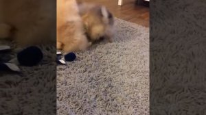 Приколы со шпицами | Подборка приколов с забавными шпицами