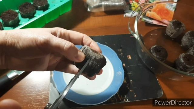 Бегония из семян. Секреты посева бегонии, которые прив