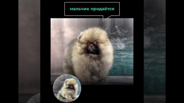 Шпиц Ирвин, сын Лидии смотреть онлайн