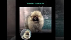 Шпиц Ирвин, сын Лидии