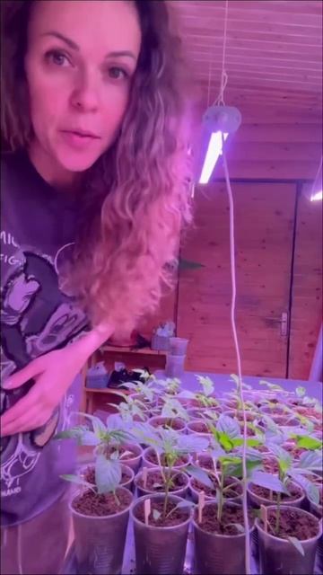 Показываю свой небольшой огород рассада готова к выса смотреть онлайн