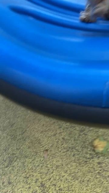 Милашка катается на качелях/Cutie rides on a swing смотреть онлайн