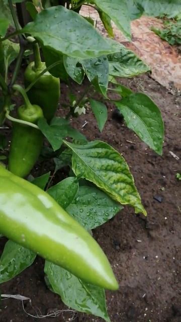 Болгарский перец растёт на Урале в открытом грунте! смотреть онлайн