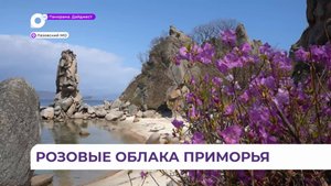 Цветение рододендрона продолжается в Приморском крае