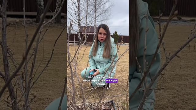 ОБРЕЗКА СМОРОДИНЫ #сад #смородина #обрезкасада #садовы