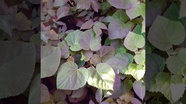 Павловния 08.01.23 Белгородская обл. #павловния #paulownia #pavl смотреть онлайн