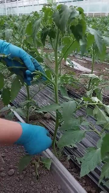 Убирае  пасынки на помидорах. #теплицы #огород #garden #пом