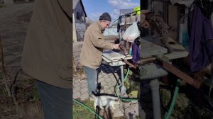 Жареные караси на ужин....
