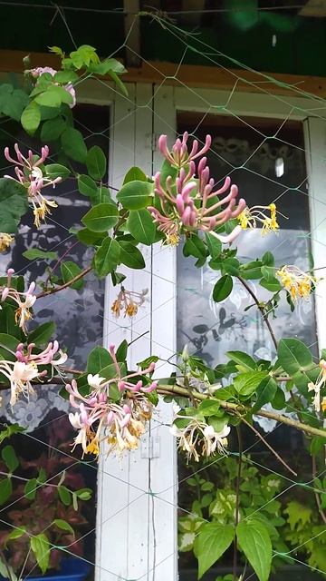 Жимолость каприфоль смотреть онлайн