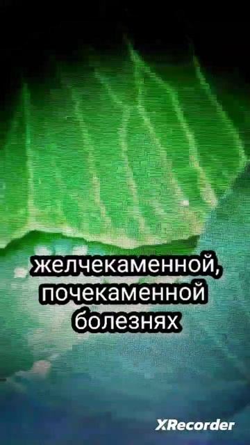 Капуста белокочанная. Чем полезна
