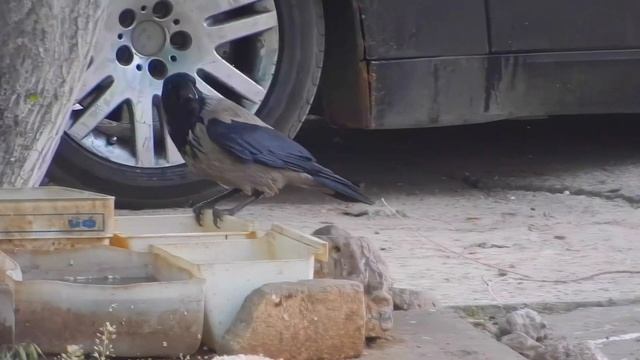 Кошка и ворона - друзья навек!!! Кошка отгоняет голубей от кормушки с едой, чтобы покормить ворону смотреть онлайн