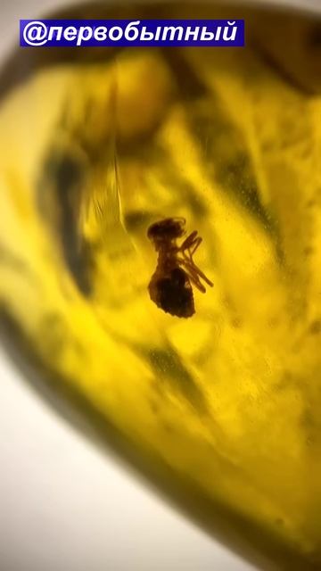 🎬 Палеонтология: Удивительные находки в янтаре. смотреть онлайн