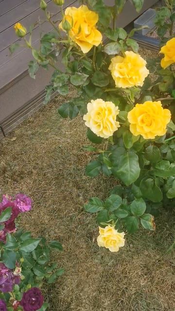 Розы #Керио и #Миднайт Блю в Ленинградской области 02.09.2 смотреть онлайн