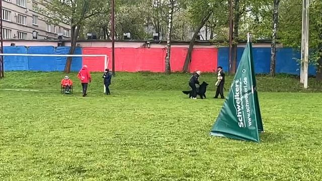 1 Отл. КЧК GARRY First Of The Best +++ №47 / КЧК СМОЛЕНСК 1 мая`25 Е.Силаева Моно немецких овчарок