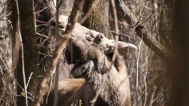 Внезапнолось смотреть онлайн
