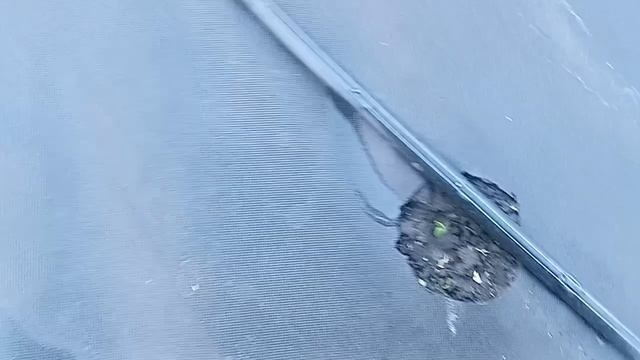 Как ведут себя семена посаженные в грунт ! смотреть онлайн