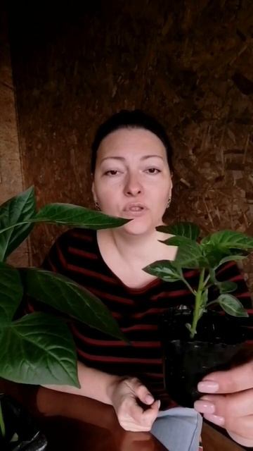 КУПИЛА РАССАДУ #настялосева