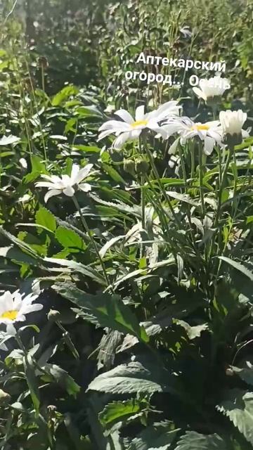 Аптекарский огород... Осень... смотреть онлайн