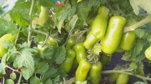 Томаты для соления и салатов Непас 9 и Дрова одни из лу?