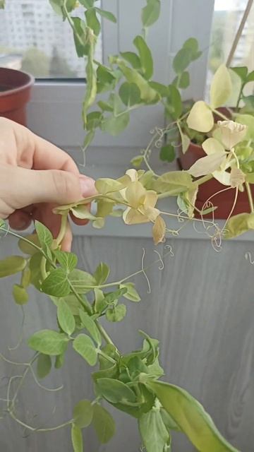 Продолжение эксперимента с горошком #горошек#горох#эк смотреть онлайн