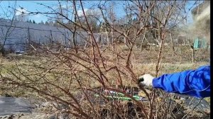 Жимолость. Весенняя обрезка жимолости. Удобрение жимо
