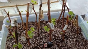 Лучший способ укоренения черенков винограда. Подтвер?