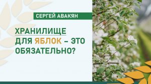 Хранилище для яблок – это обязательно? | Сергей Авакян, ООО «Рассвет»