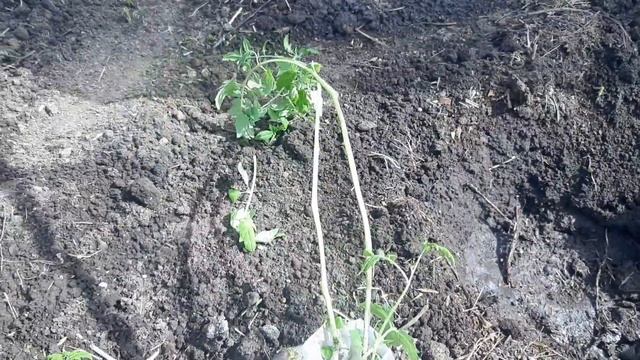 Наш огород/ новые плодовые деревья/ посадка помидор смотреть онлайн