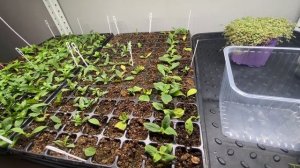 Опять двойка 🫣Осеннее черенкование. Пробки Jiffy Preforma.