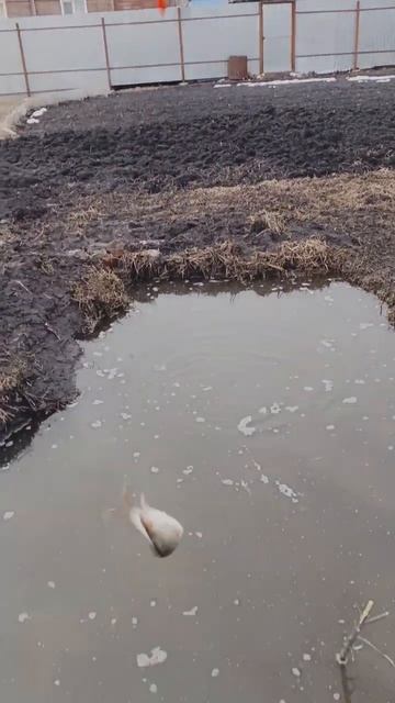 плотва в своëм пруду смотреть онлайн